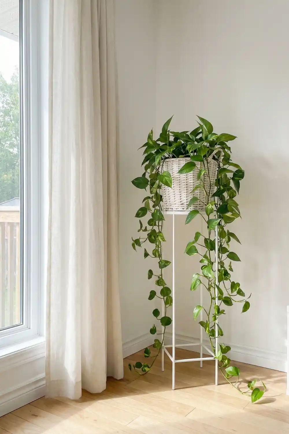 Airy indoor plant decor with golden pothos in woven white basket on slim plant stand
