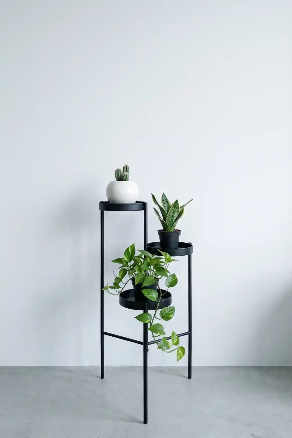 Sleek black metal circular tier plant stand with cactus snake plant and trailing pothos in white pots