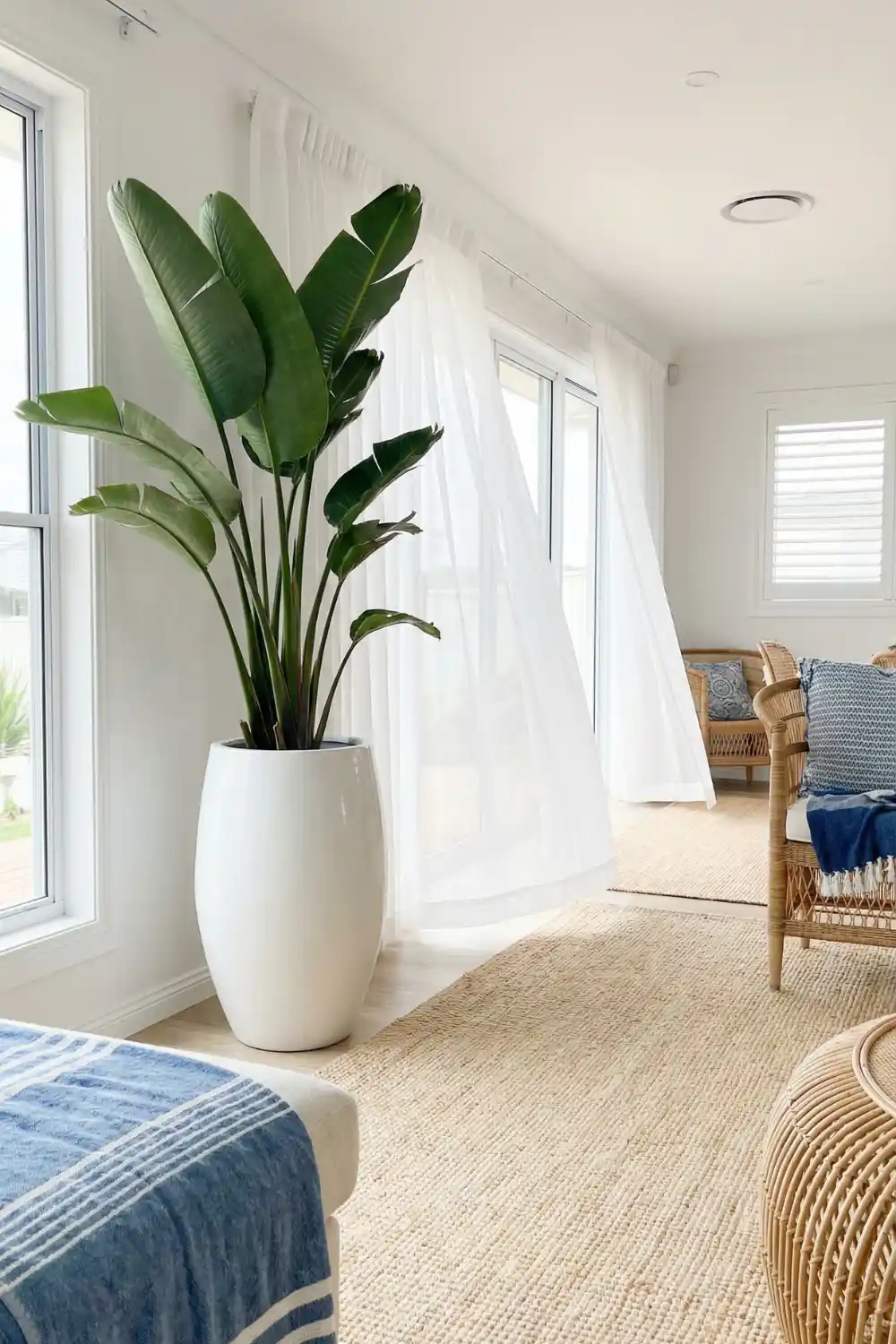 Coastal indoor plant decor with tall bird of paradise in white ceramic pot beside bright window
