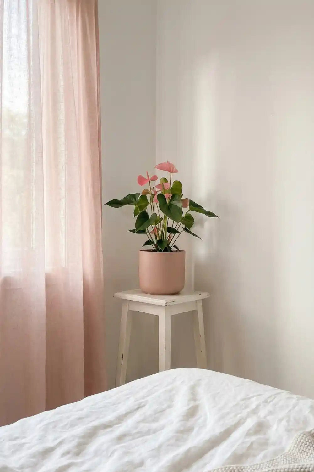 Feminine indoor plant decor with pink anthurium in blush ceramic pot on white plant stand