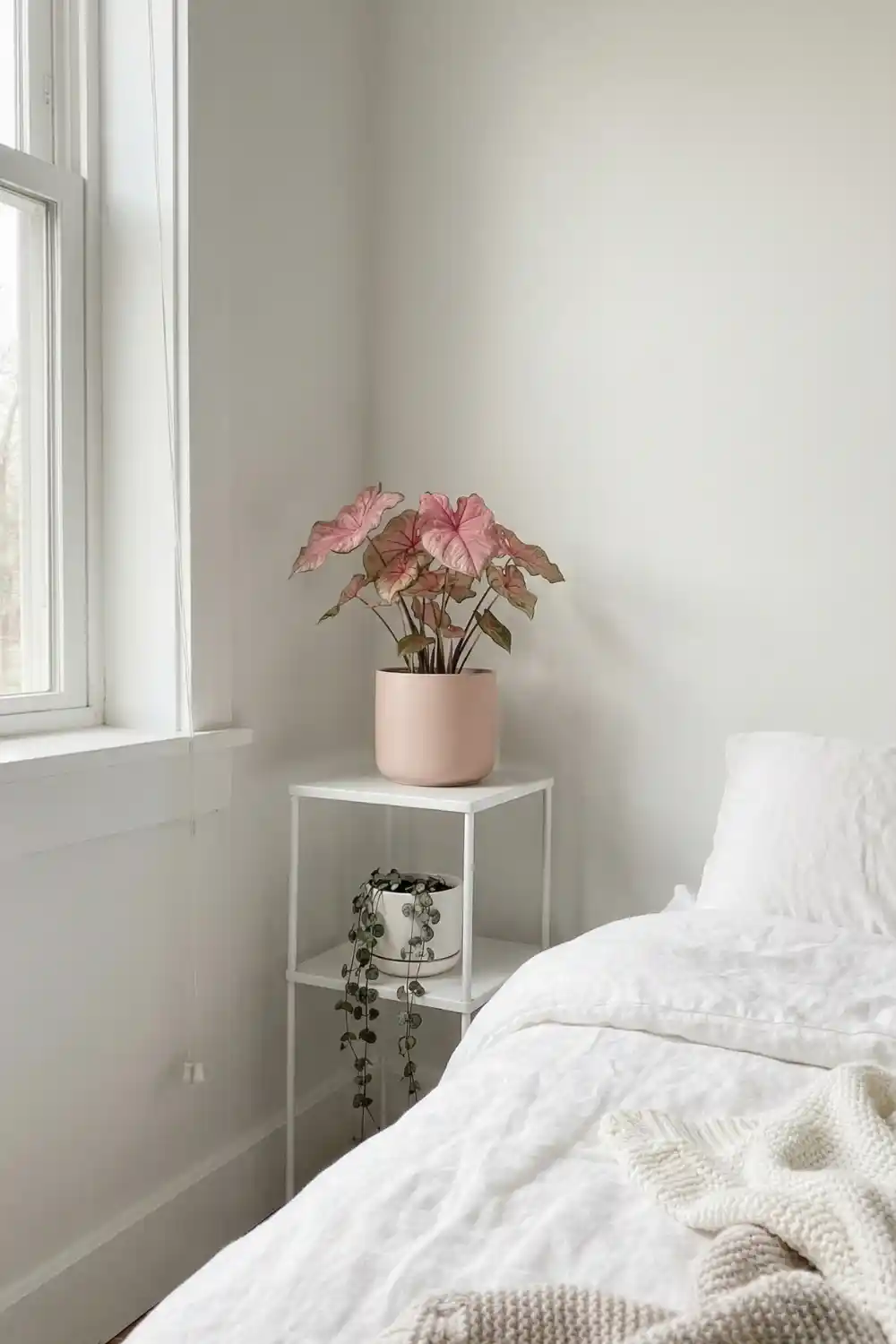 Feminine indoor plant decor with pink caladium and string of hearts on white tiered plant stand