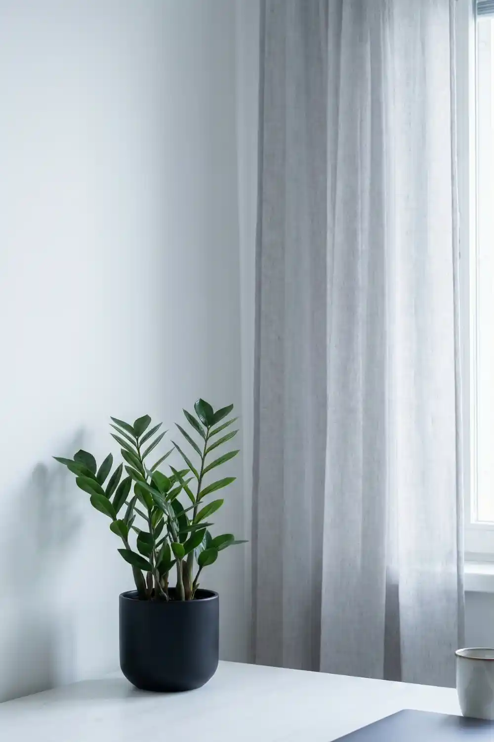 Modern indoor plant decor with small ZZ plant in matte black pot on white desk