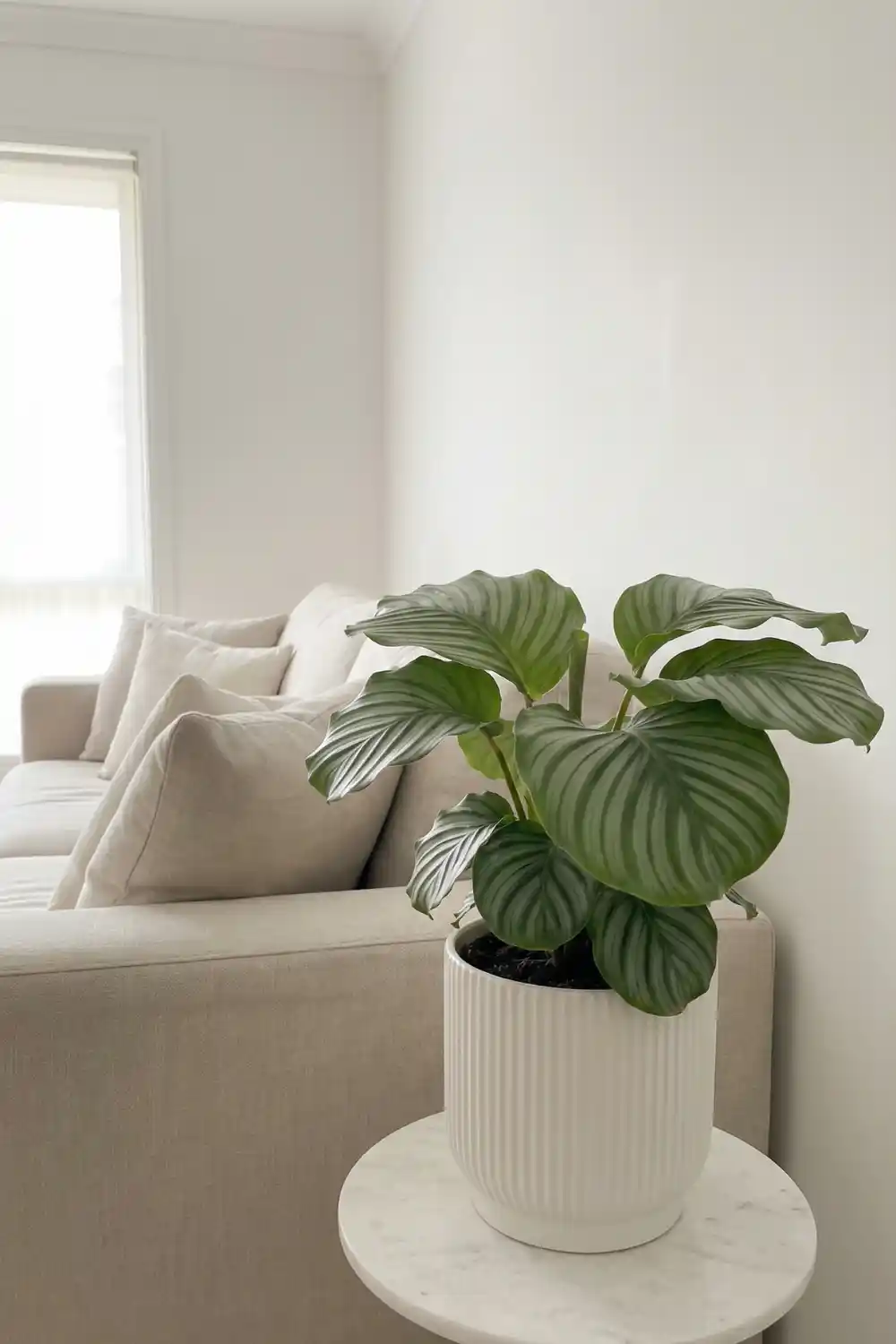 Neutral indoor plant decor with calathea orbifolia in white ribbed pot on round marble plant stand