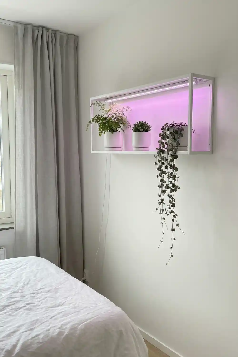 White wall mounted plant shelf with grow lights holding fern succulent and string of hearts