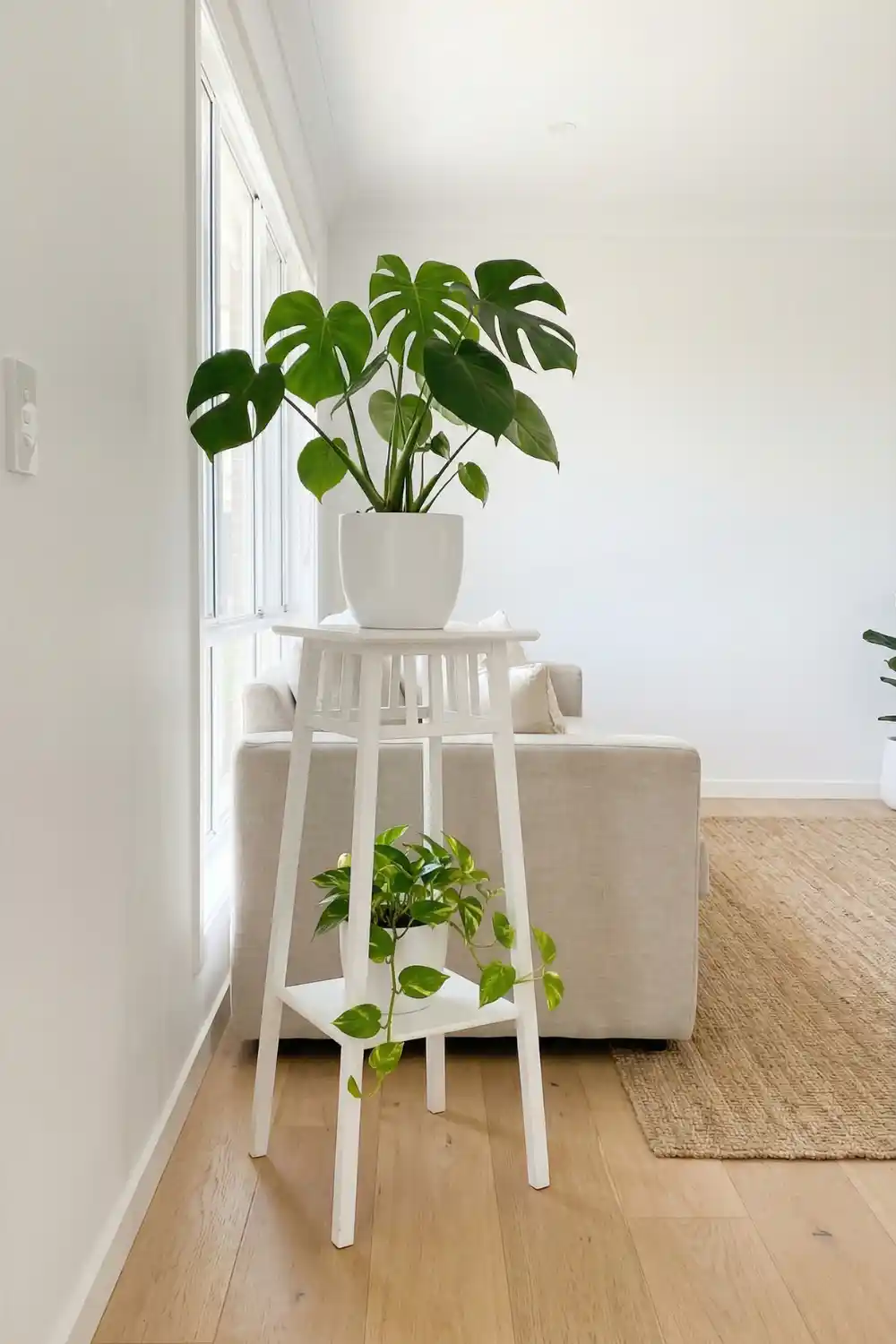 Tall white wooden plant stand with monstera on top and trailing pothos on lower shelf