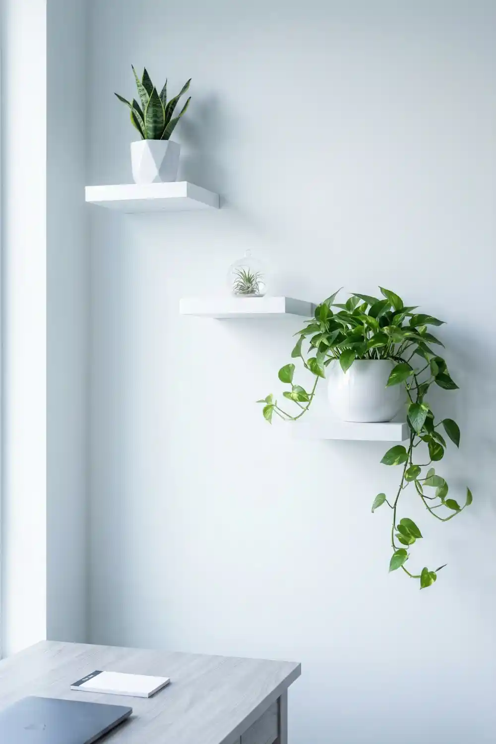White plant wall shelves at different heights with snake plant air plant and trailing pothos