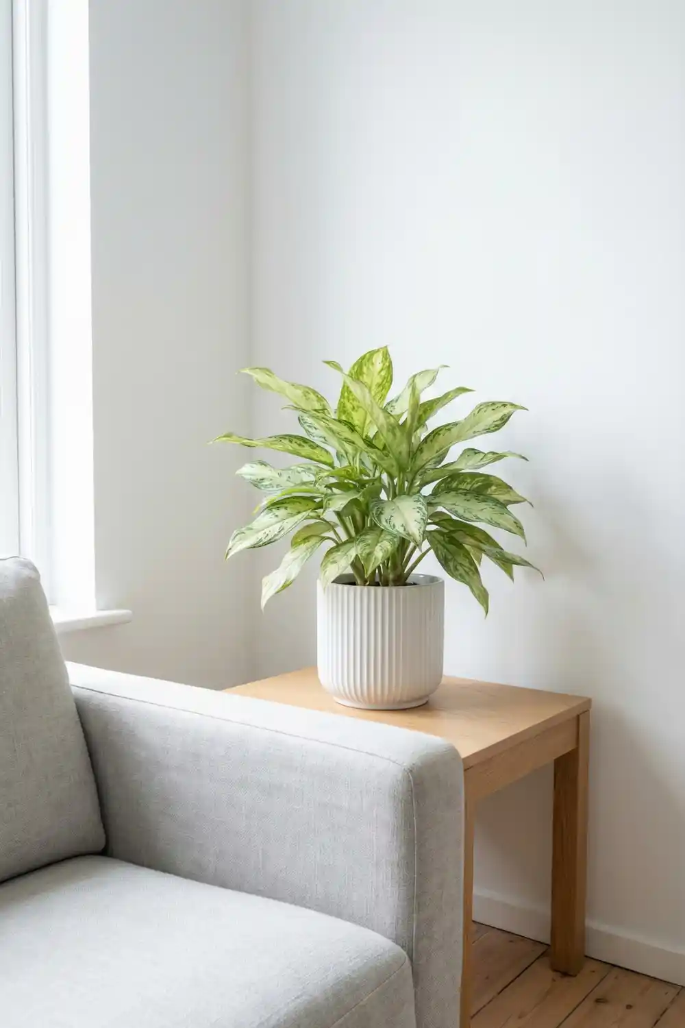Scandinavian indoor plant decor with variegated Chinese evergreen in white ribbed pot on oak side table