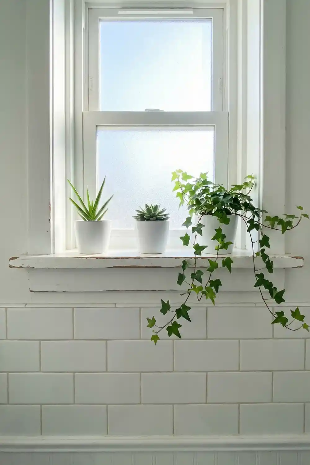 White wooden window shelf in bathroom with aloe vera succulent and trailing ivy in white ceramic pots