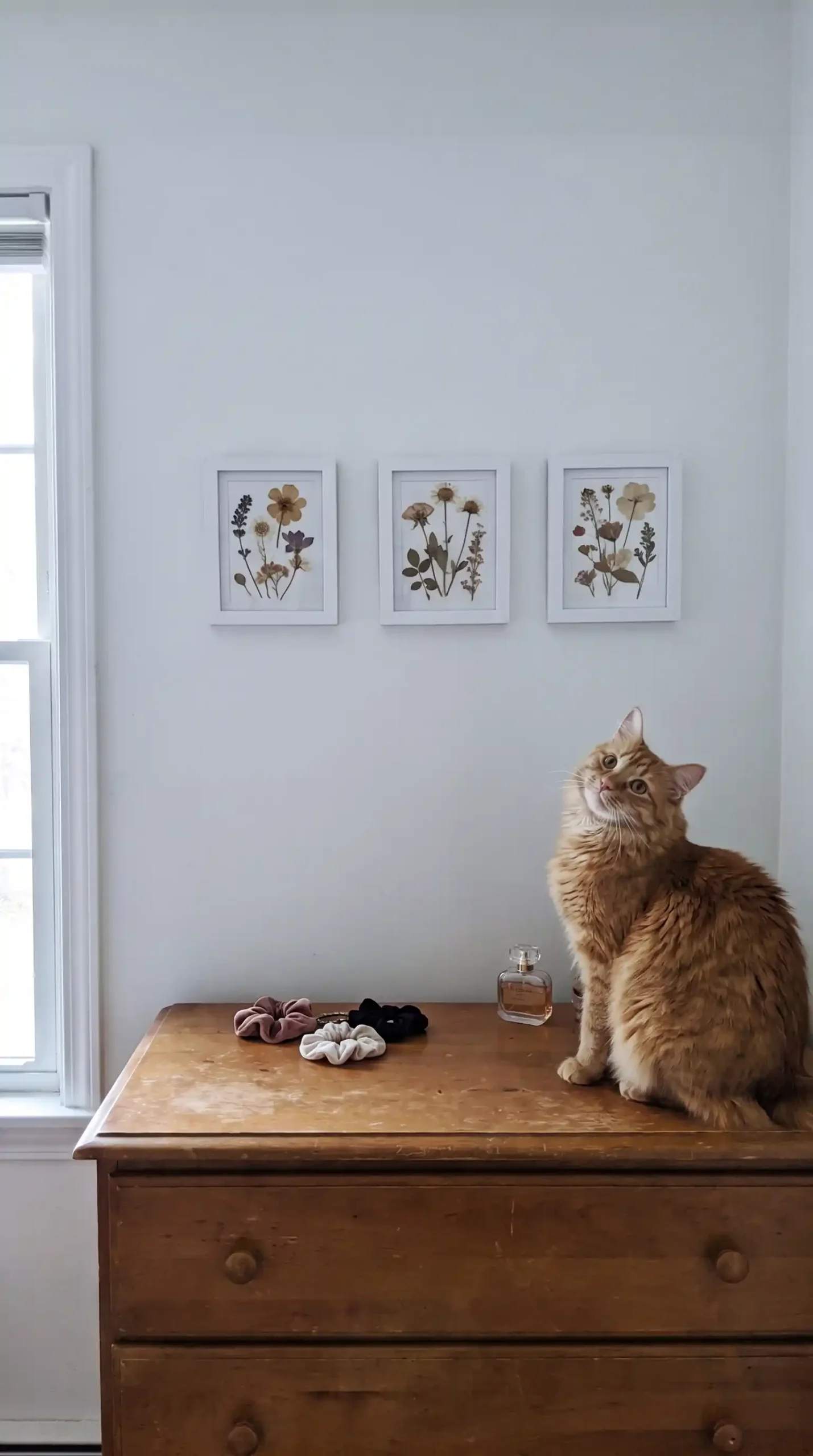 Three small white framed pressed flower prints hung in a row above wooden dresser in bright bedroom
